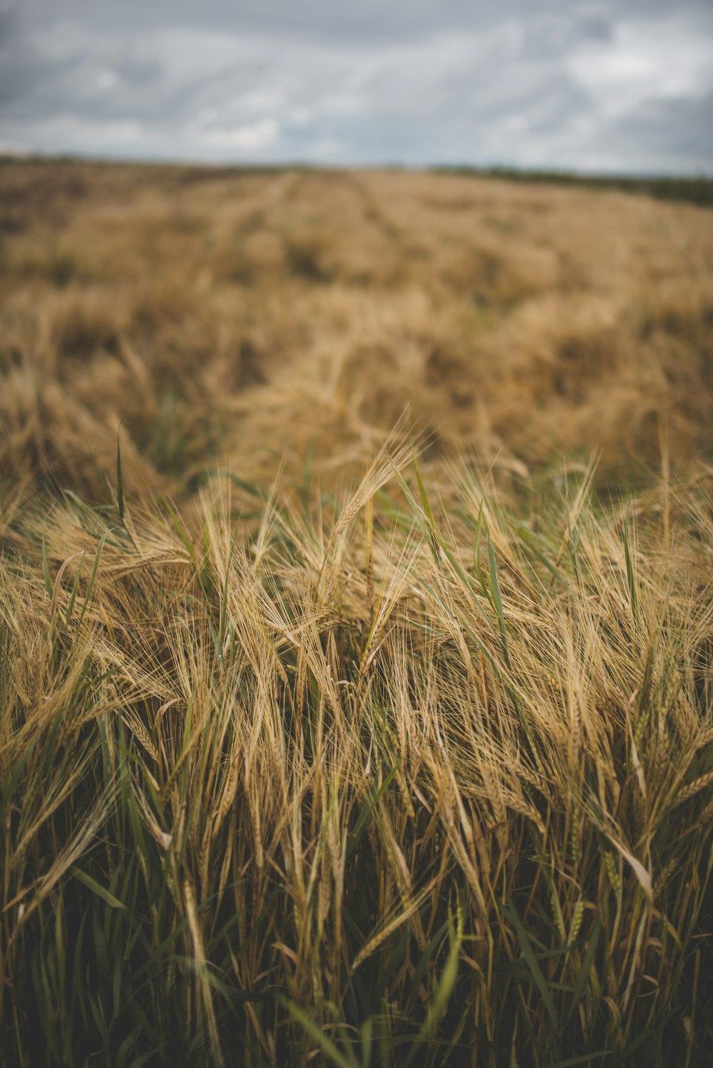 brown grass field during daytime