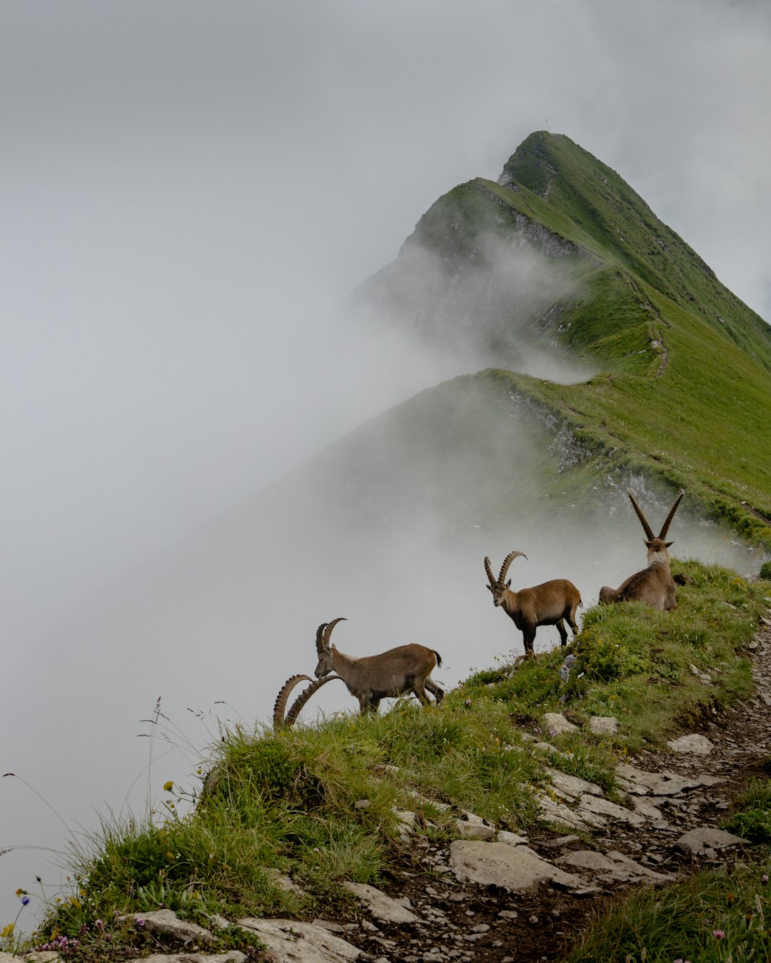 Wildlife photo spot Augstmatthorn Creux du Van