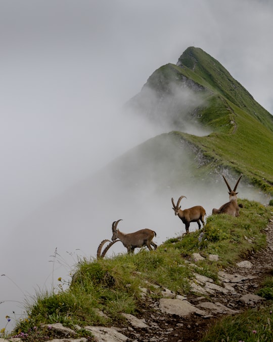 three brown deer on green grass covered hill during foggy day in Augstmatthorn Switzerland