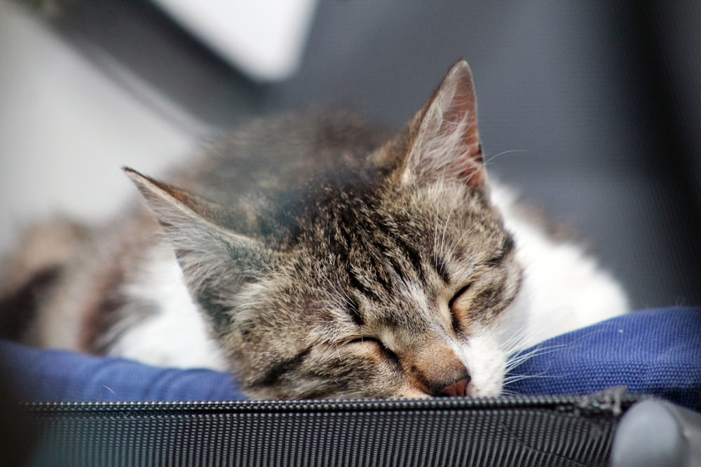 silver tabby cat lying on blue textile