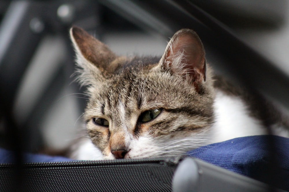 silver tabby cat on blue textile