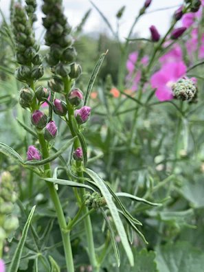 Natural scene showing local plants and flowers that inspire our product selection.