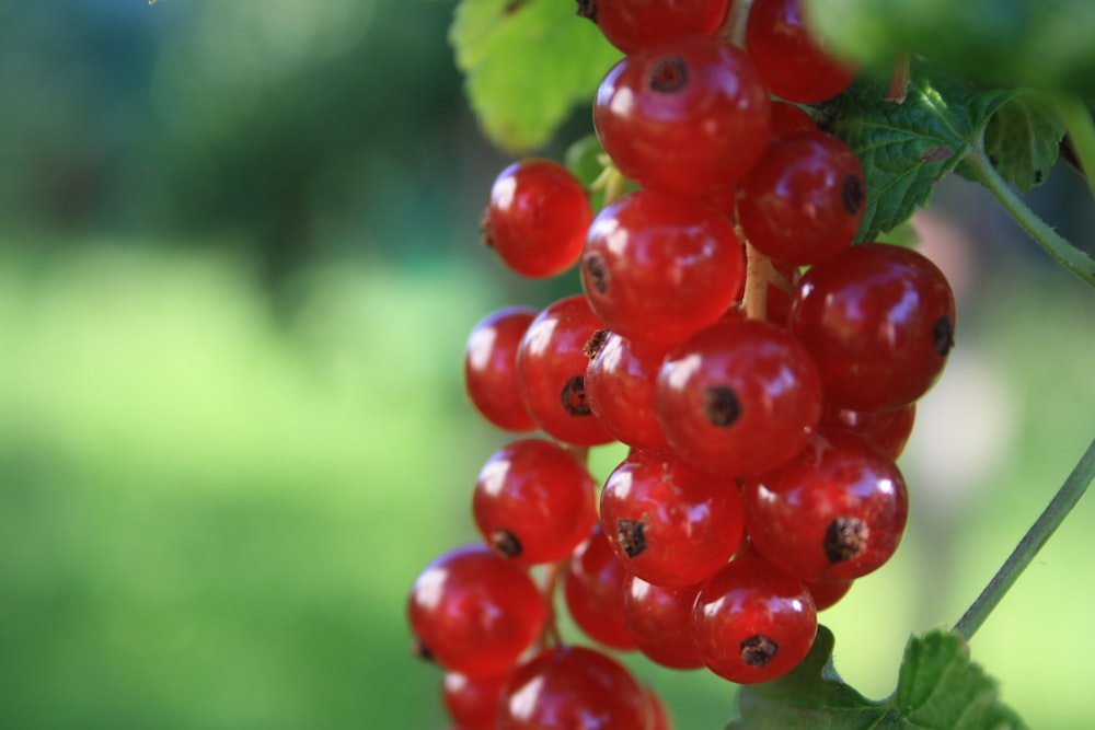 red round fruits in tilt shift lens