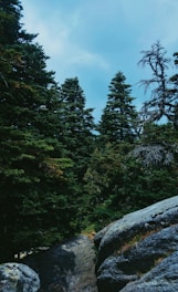 green trees under blue sky during daytime