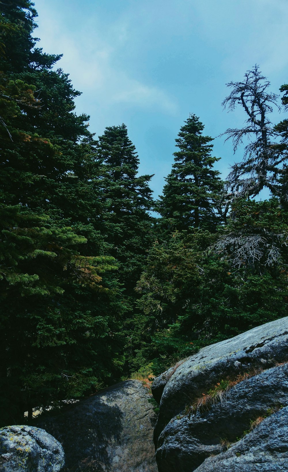 alberi verdi sotto il cielo blu durante il giorno