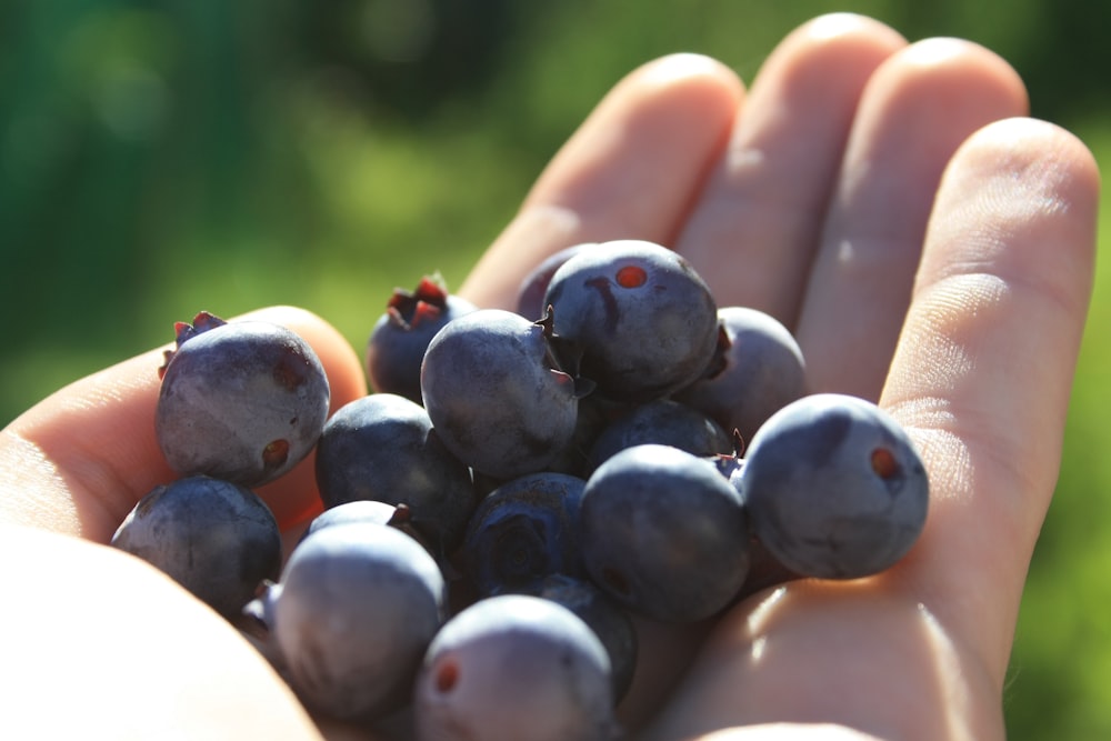 person holding blue berries during daytime