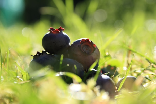 A farmer inspecting ripe blueberries in a sunny field.