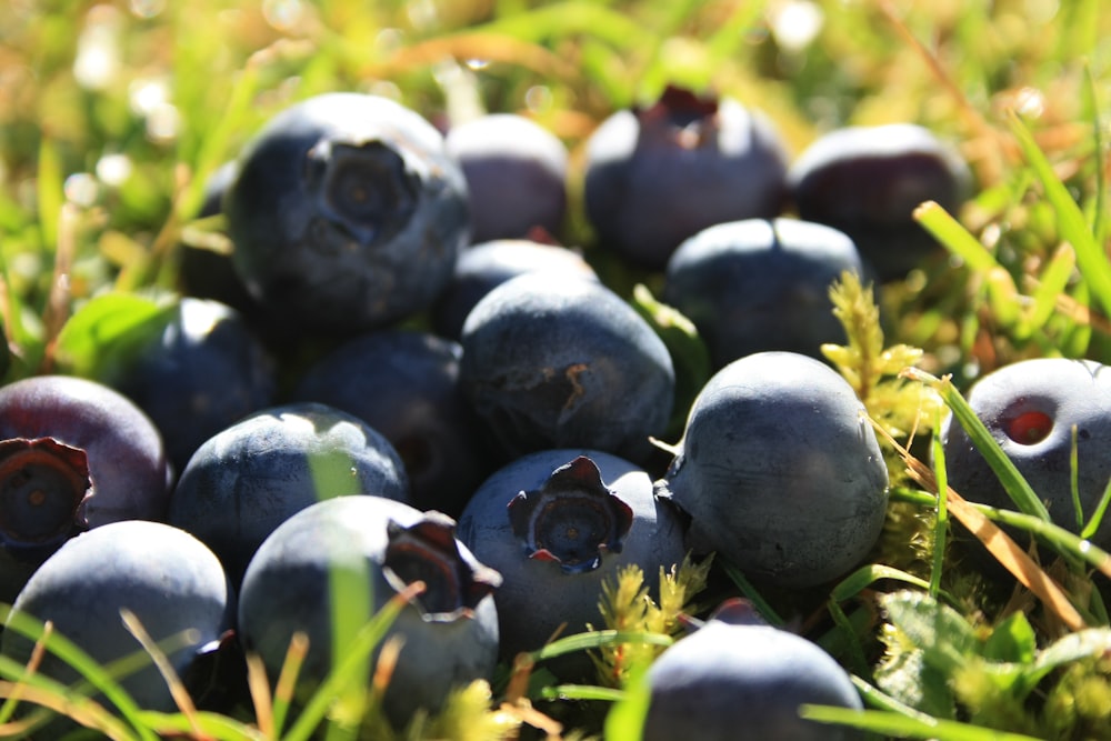blue round fruits on green grass during daytime