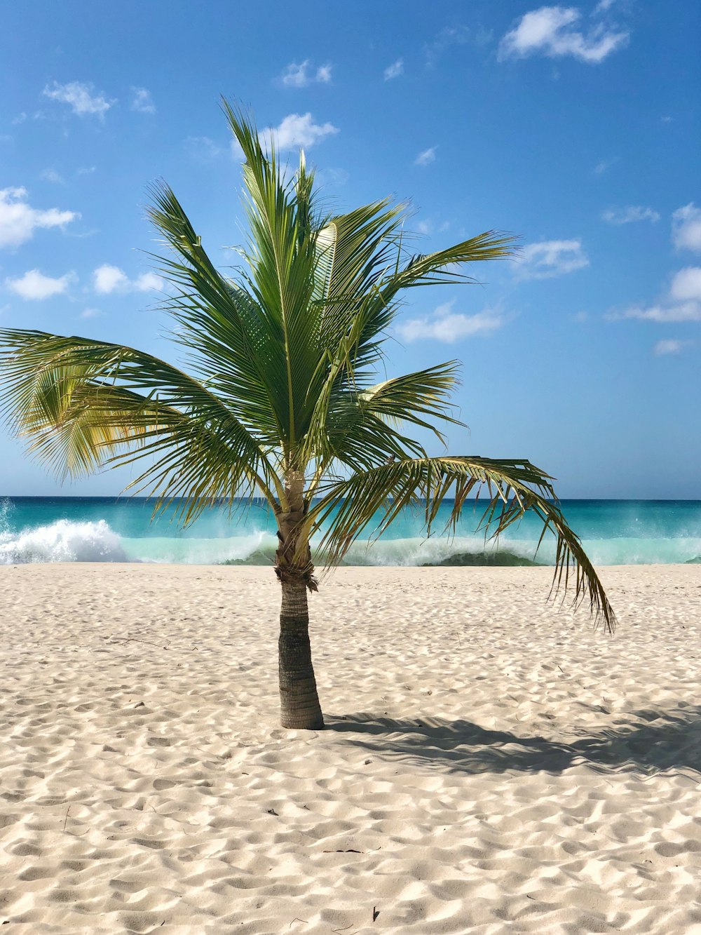 green palm tree on white sand beach during daytime