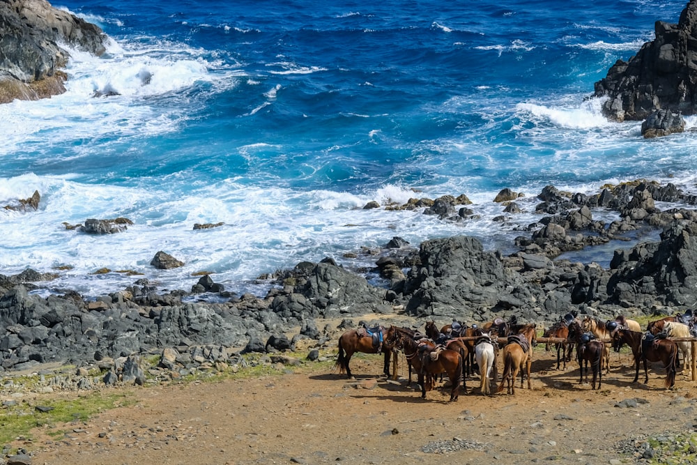 herd of brown goats on seashore during daytime