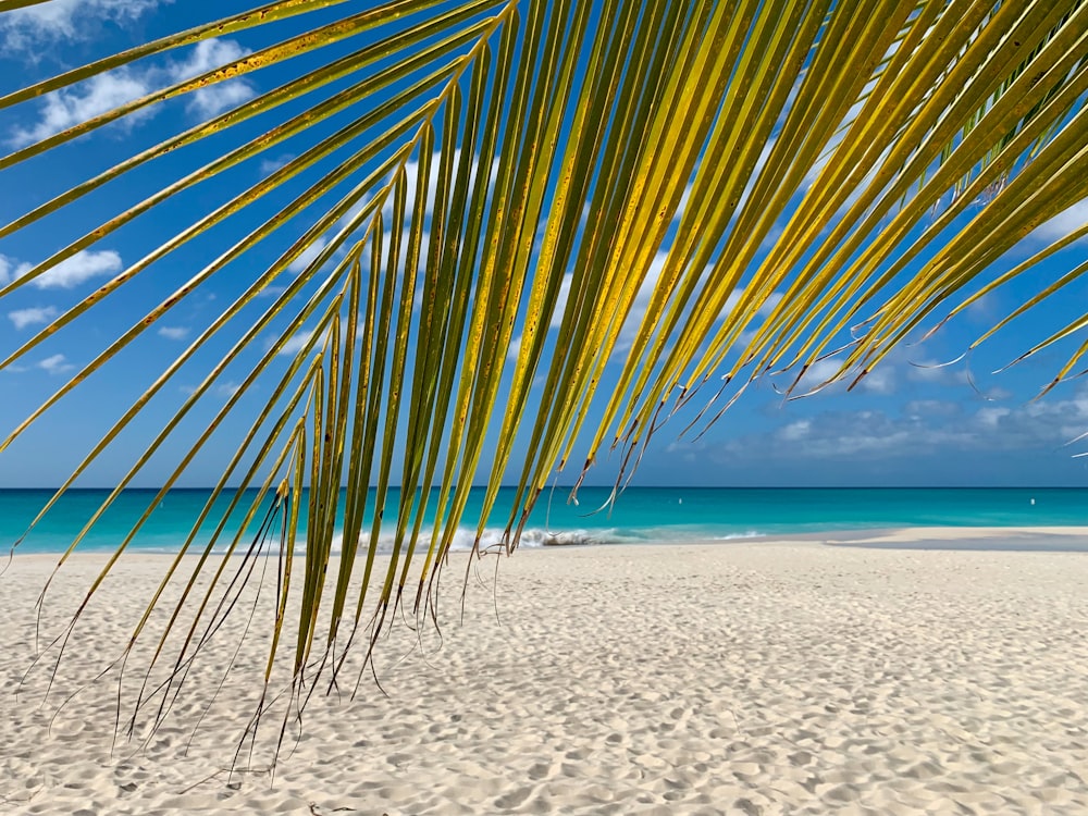 palmeira verde na praia de areia branca durante o dia
