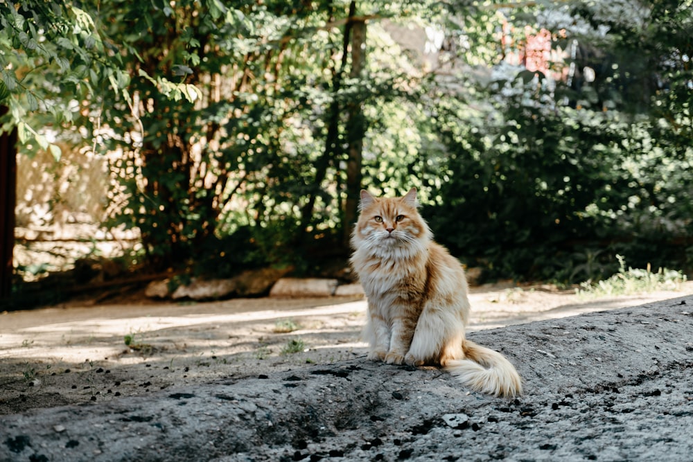 Foto Un gato en un árbol – Imagen Mascota gratis en Unsplash