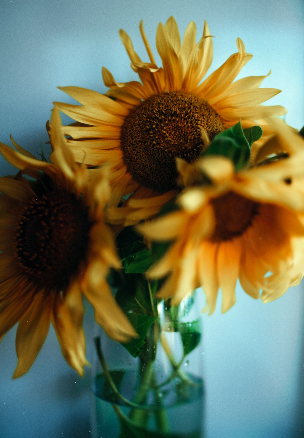 yellow sunflower in clear glass vase