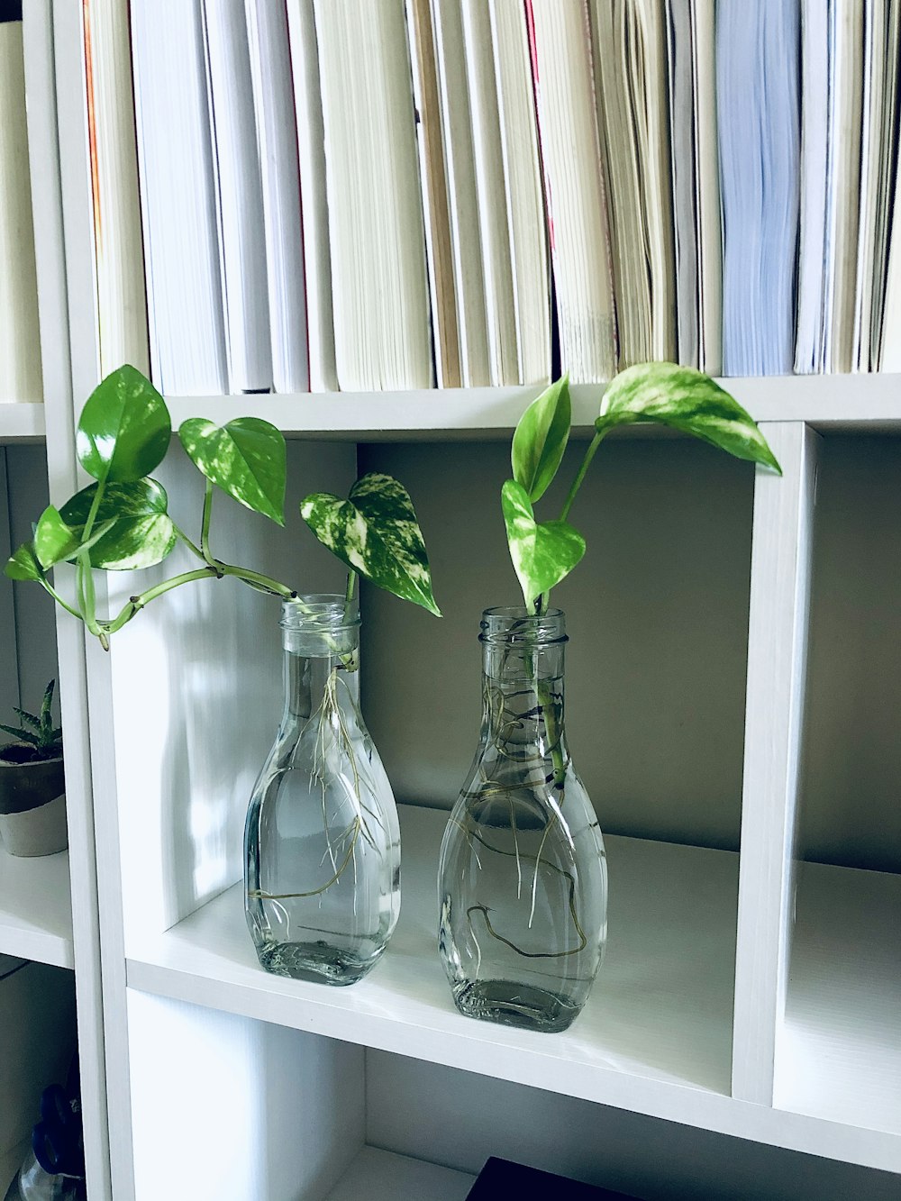 Planta verde en jarrón de vidrio transparente