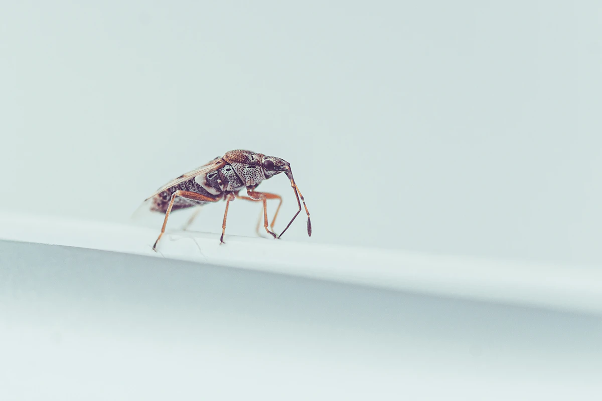 Capture Pest Control Reputation in 2026 (Free Template)