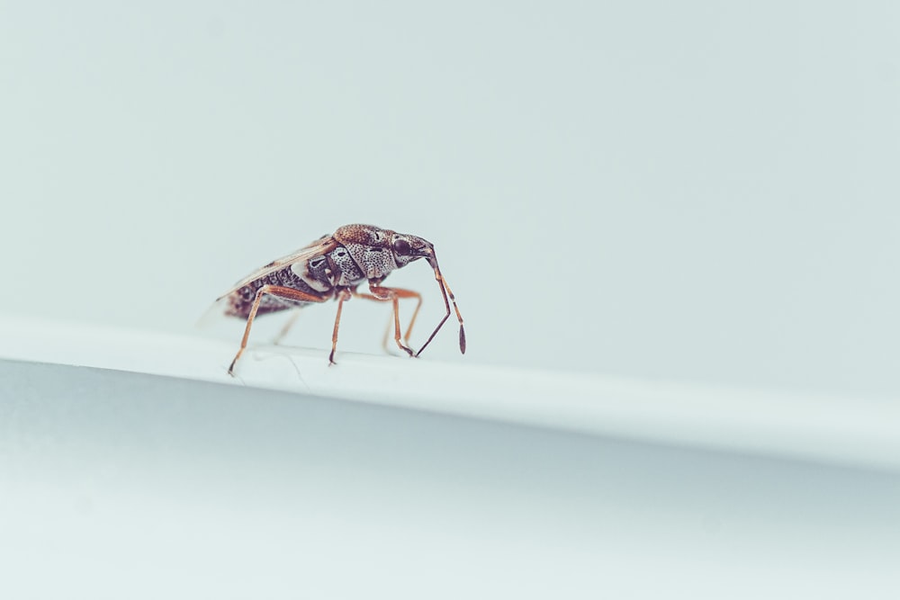 brown and black insect on white surface