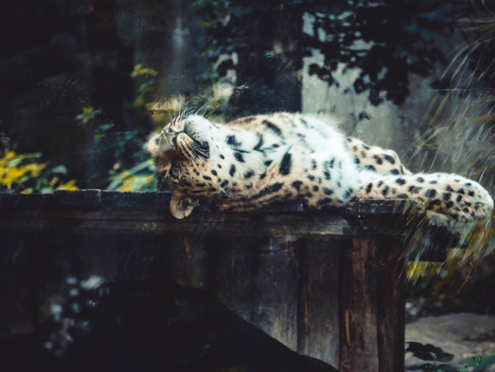 leopard on brown wooden log