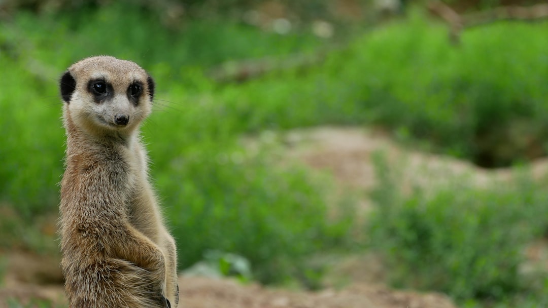 Wildlife photo spot Zoological and Botanical Park of Mulhouse Kintzheim