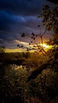 A serene shot from an authorial project featuring natural landscapes at golden hour