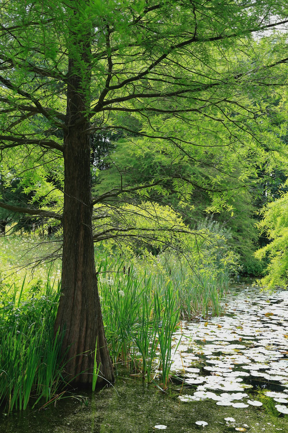 green trees beside river during daytime