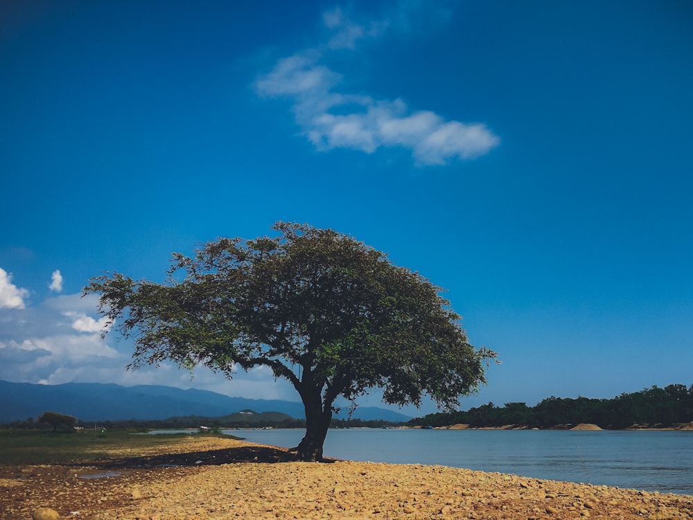 green tree on brown field near body of water during daytime