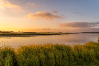 green grass near body of water during daytime