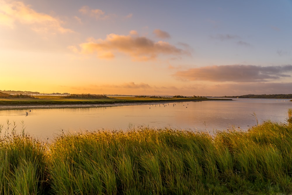 green grass near body of water during daytime