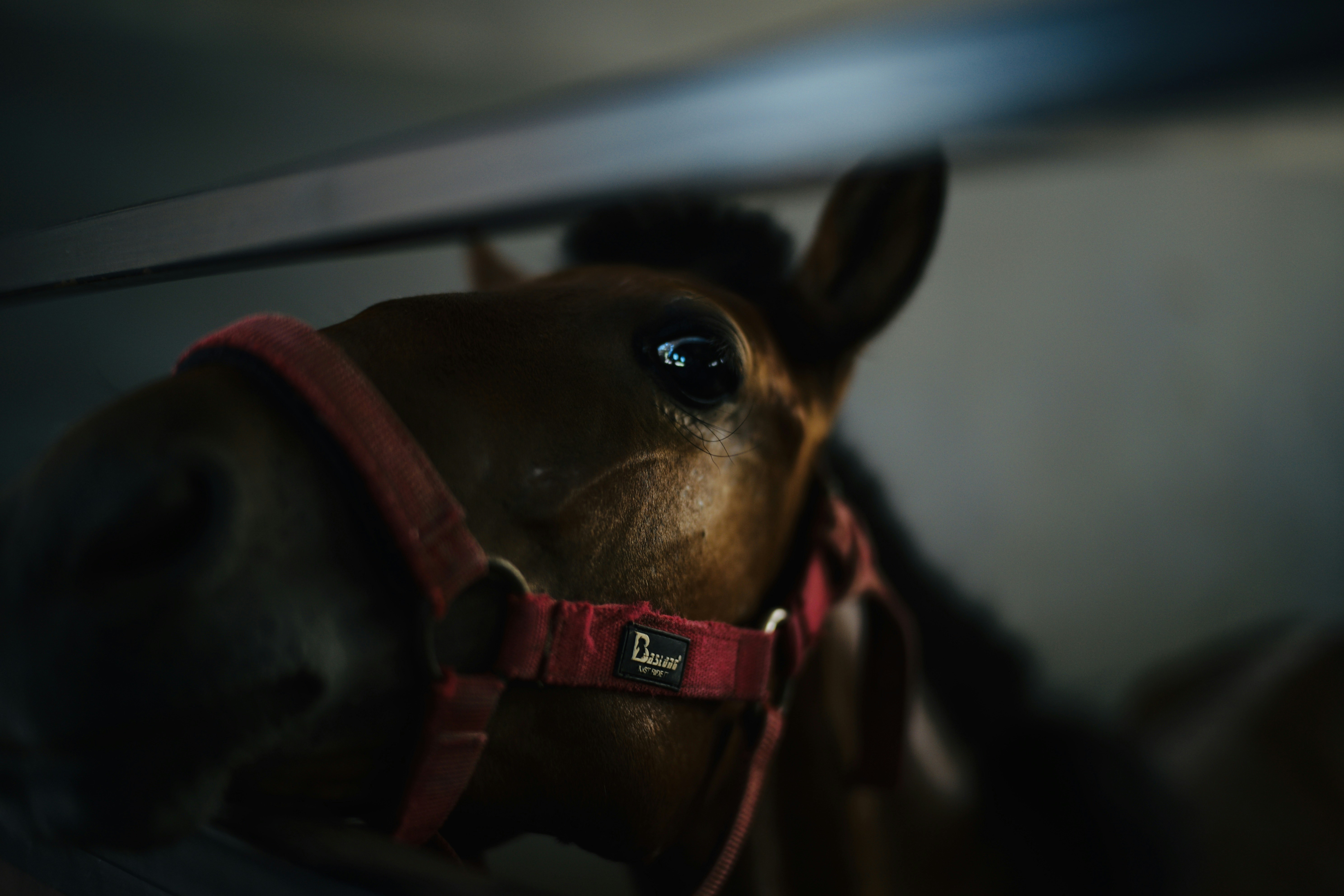 디지털 이상성의 새 차원: Feeble Little Horse의 음악 세계 — Photo by yanmin yang on Unsplash (https://unsplash.com/photos/brown-horse-with-brown-leather-strap--yyTkybwU88)