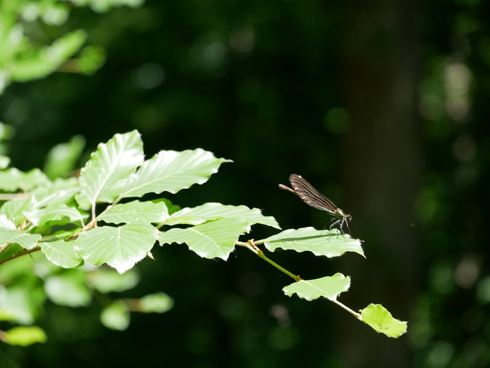 green leaf plant during daytime