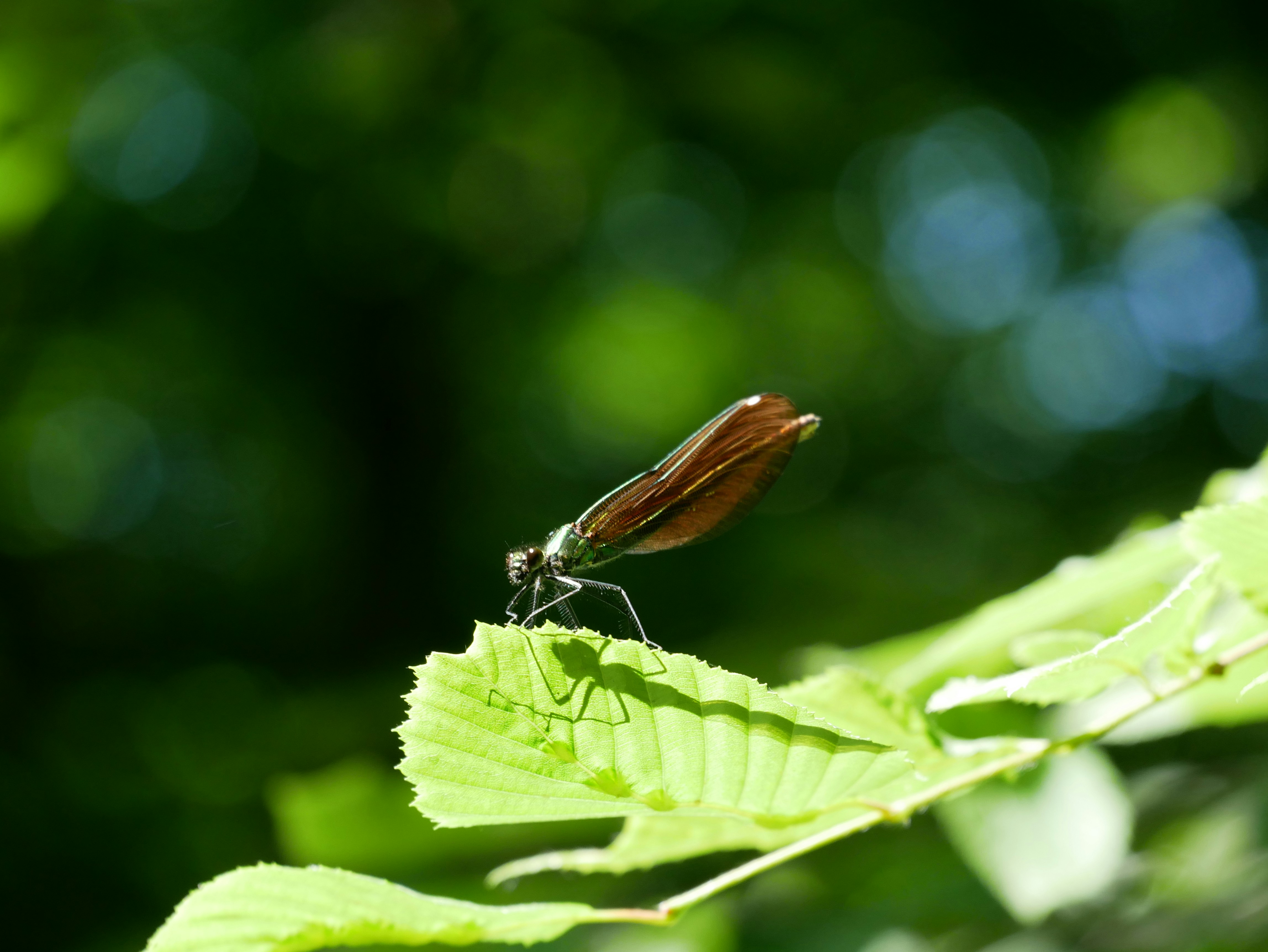 brown and black dragonfly perched on green leaf in close up photography during daytime