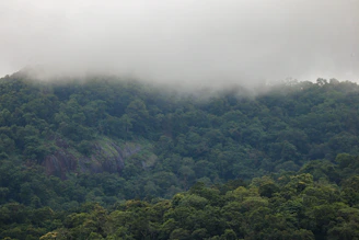 A dense cloud forest in the Ecuadorian Andes with mist weaving through tall trees and vibrant green foliage.