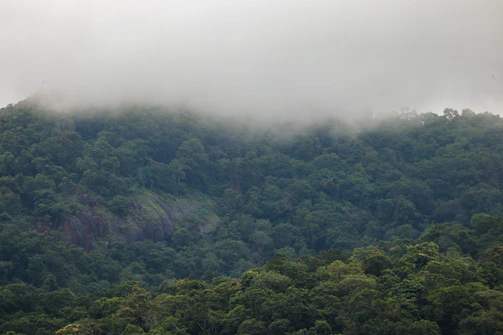 A dense cloud forest in the Ecuadorian Andes with mist weaving through tall trees and vibrant green foliage.