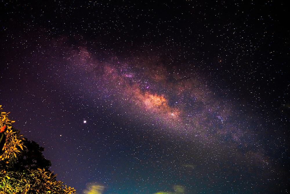 green trees under blue sky with stars during night time