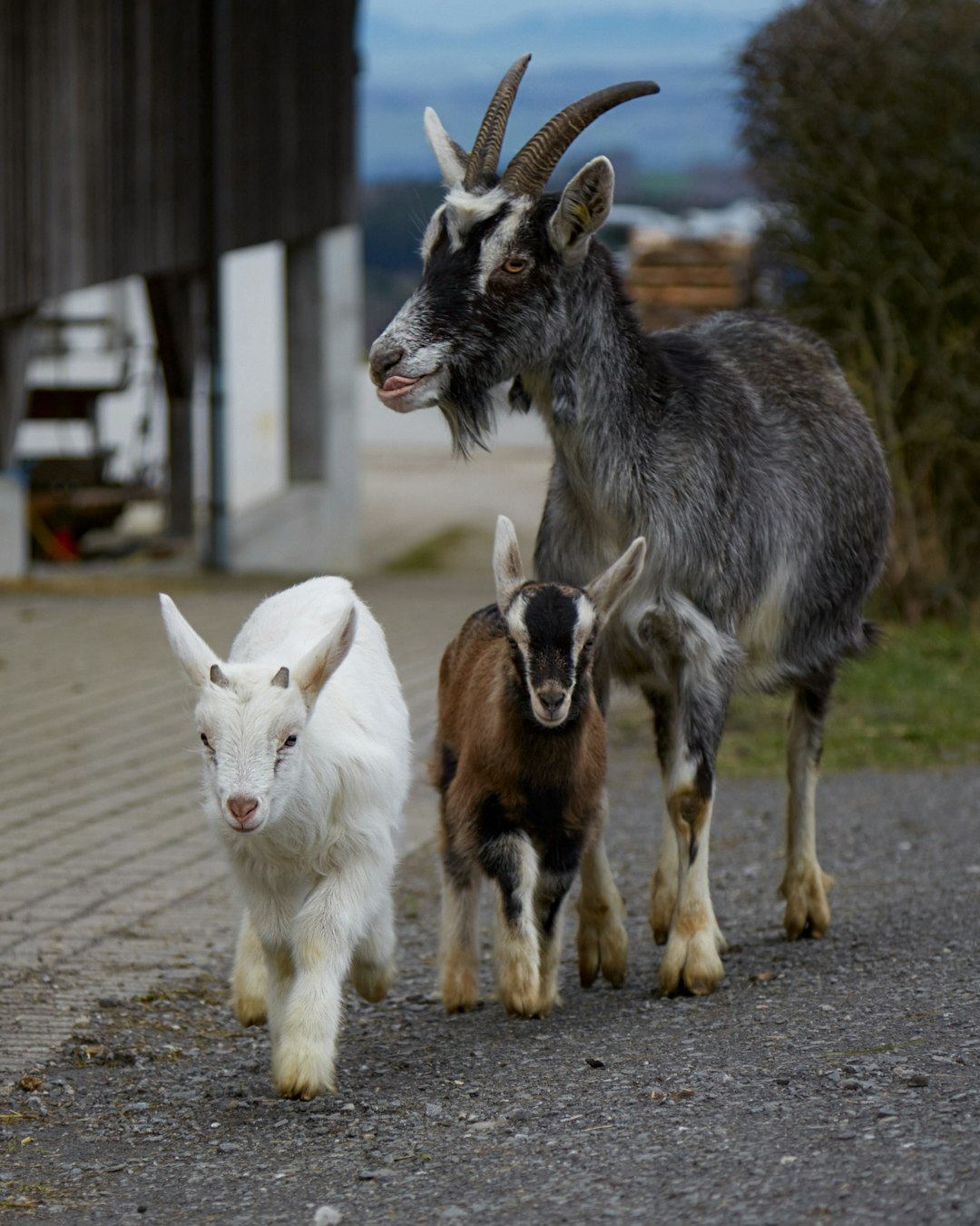 white and brown goats on brown dirt road during daytime