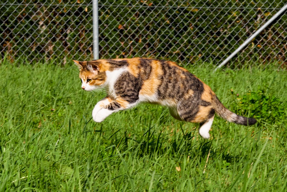 brown and white cat on green grass field during daytime