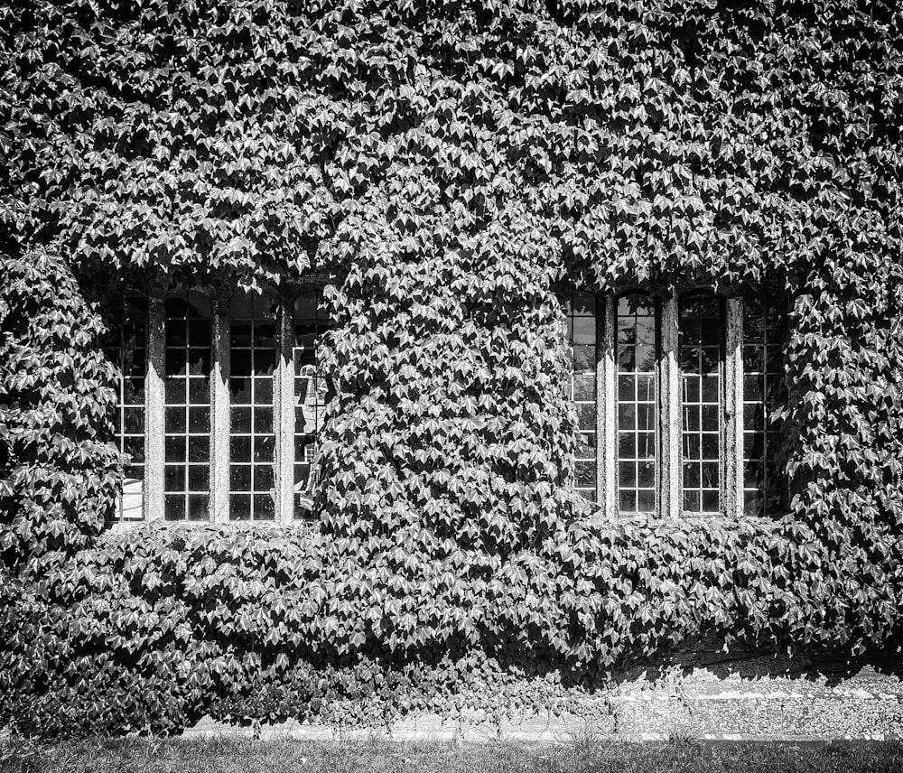 grayscale photo of tree on the window