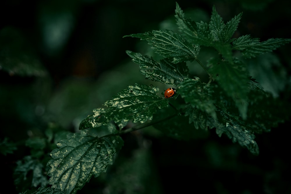 red ladybug on green leaf in close up photography during daytime