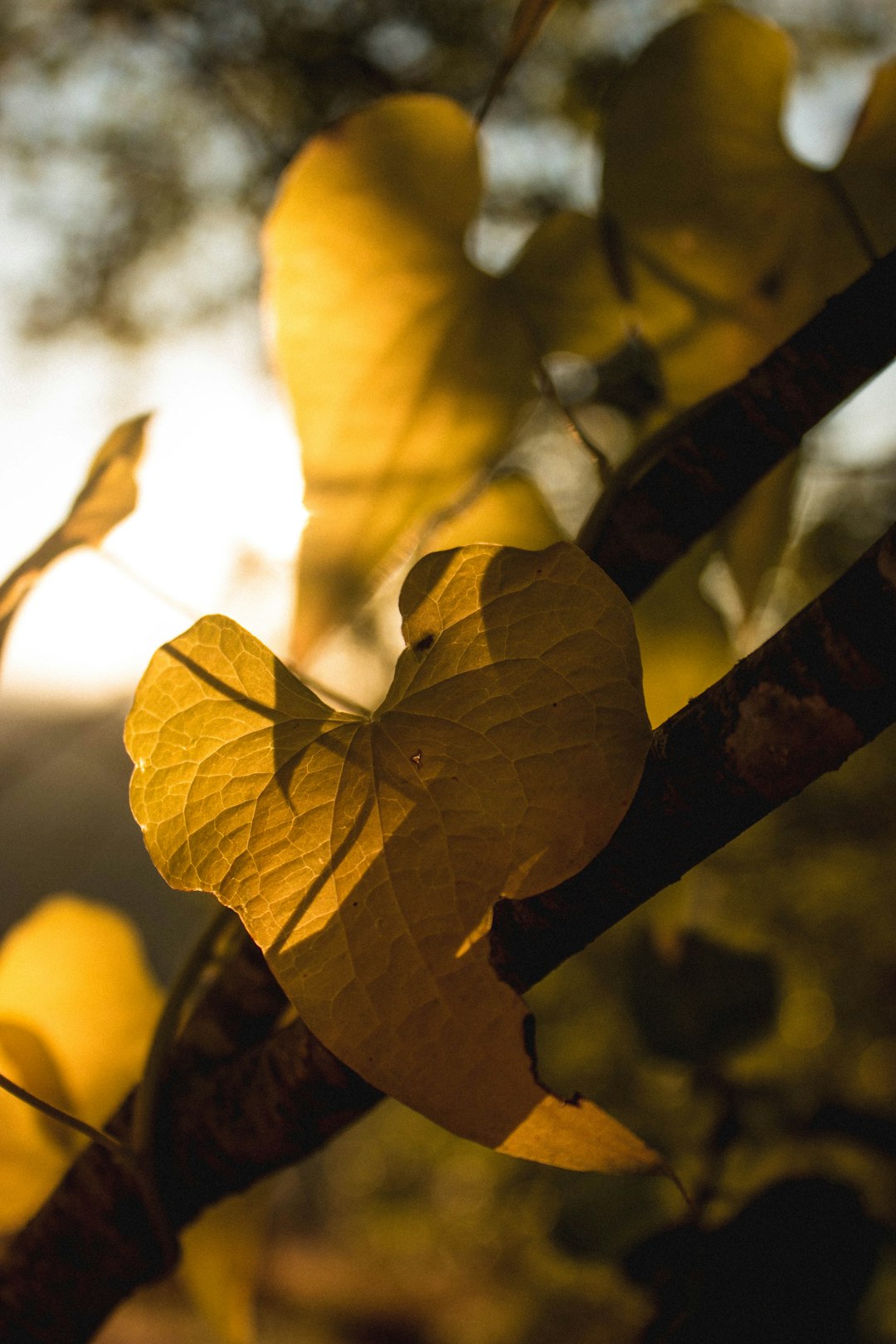 yellow leaf on brown tree branch