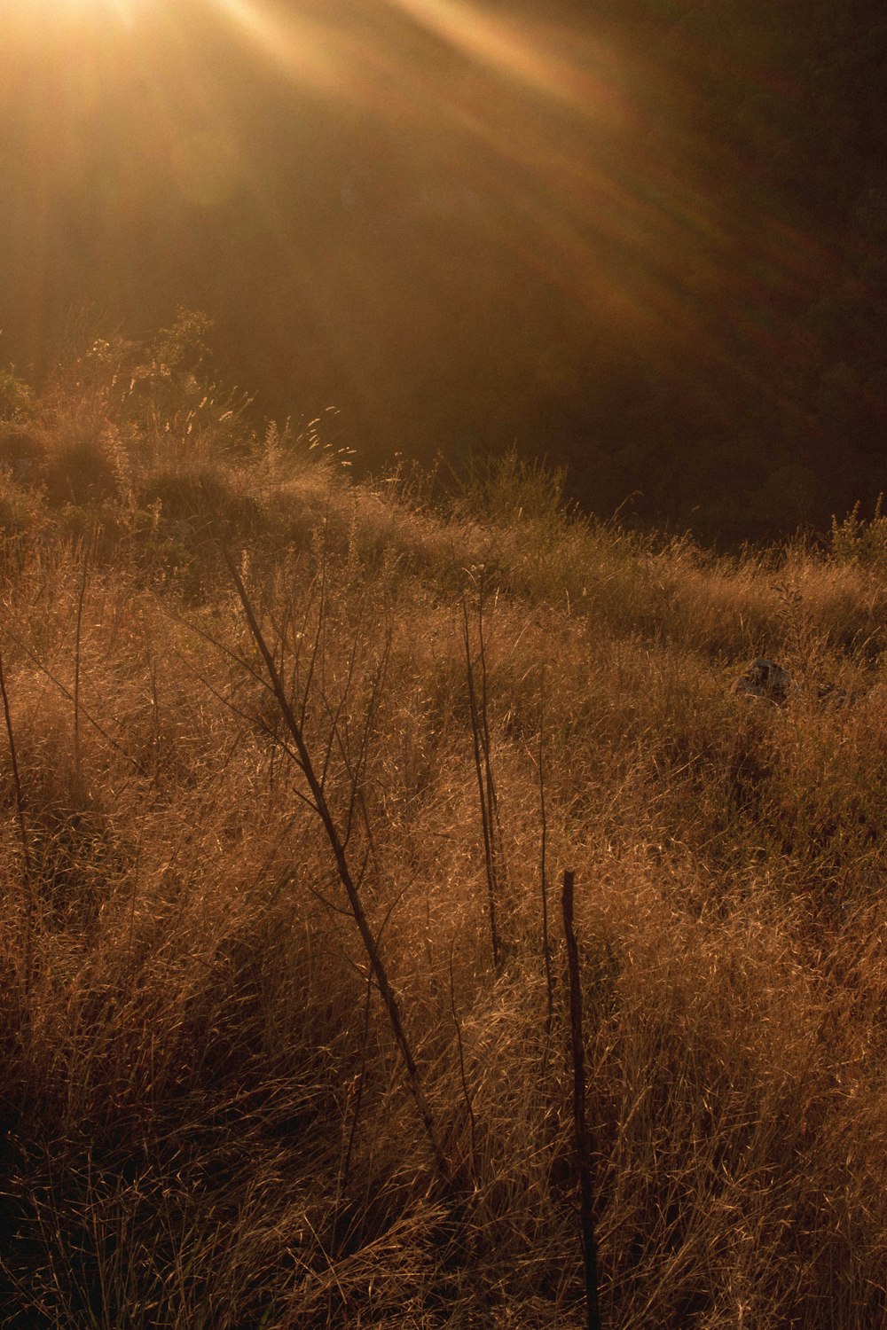 brown grass field during daytime