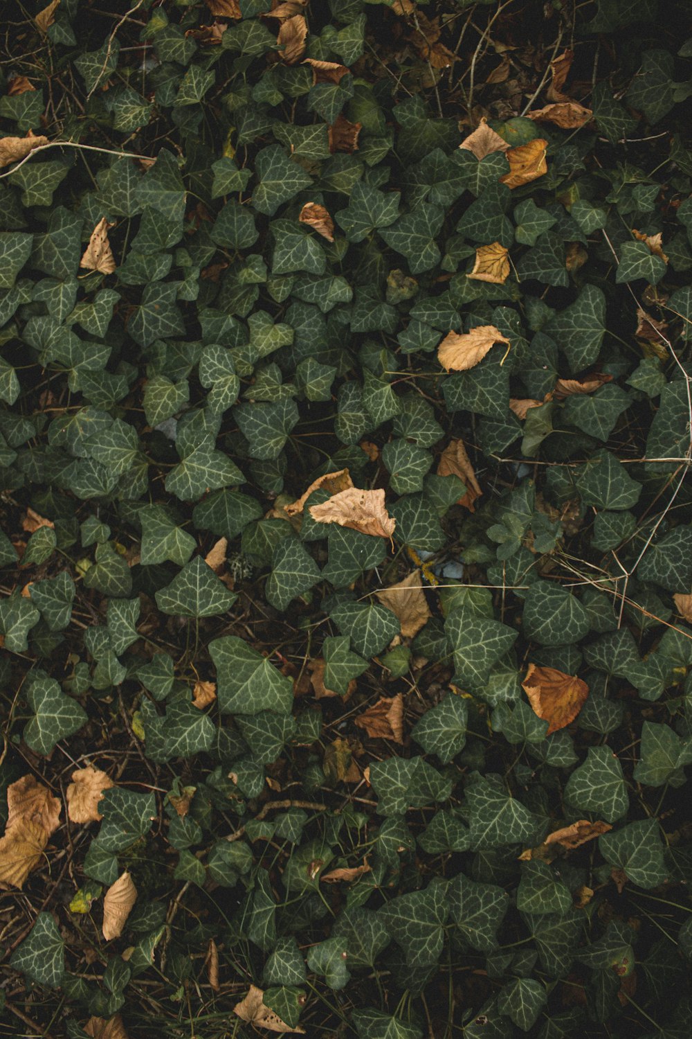 地面の茶色の乾燥した葉
