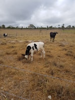 black and white cow on green grass field during daytime