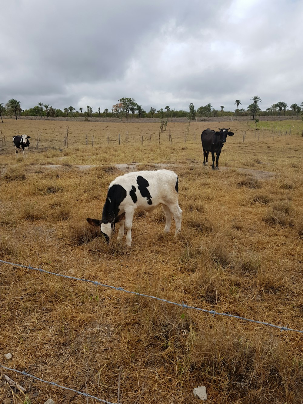 black and white cow on green grass field during daytime