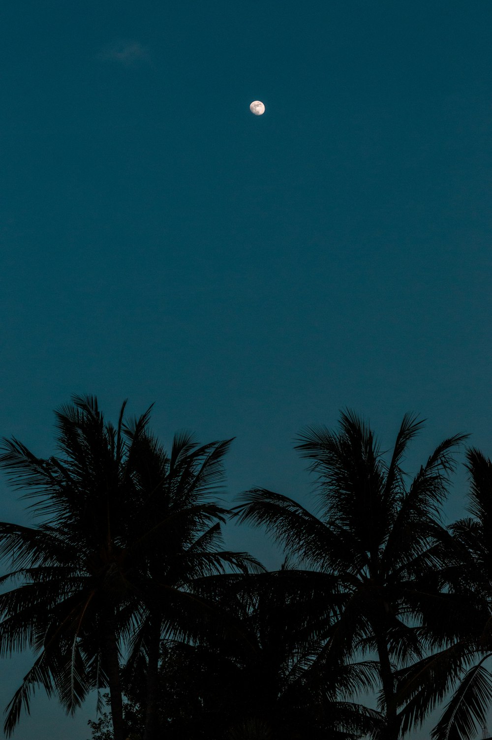 green palm tree under blue sky during daytime