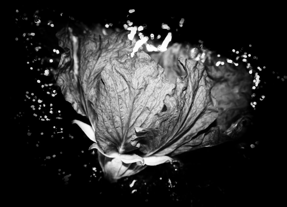 grayscale photo of a flower