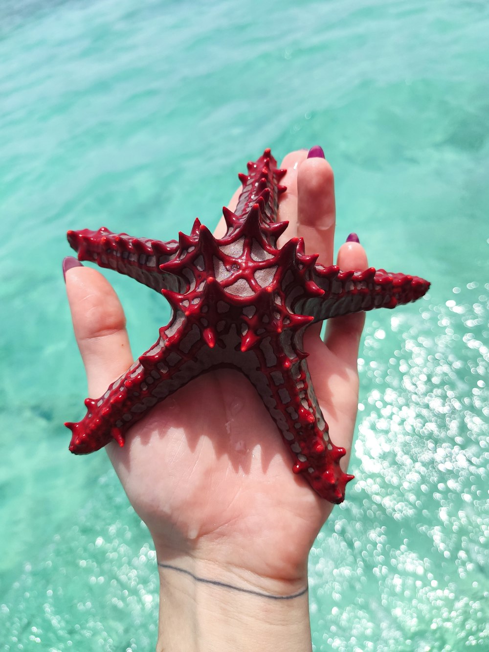 Persona sosteniendo una estrella de mar roja durante el día