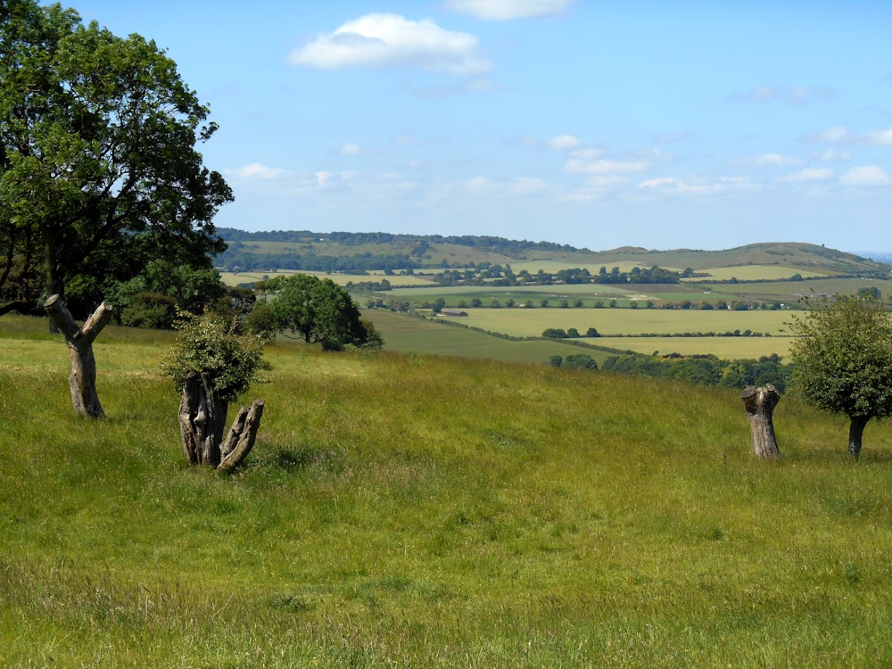 green grass field and trees during daytime