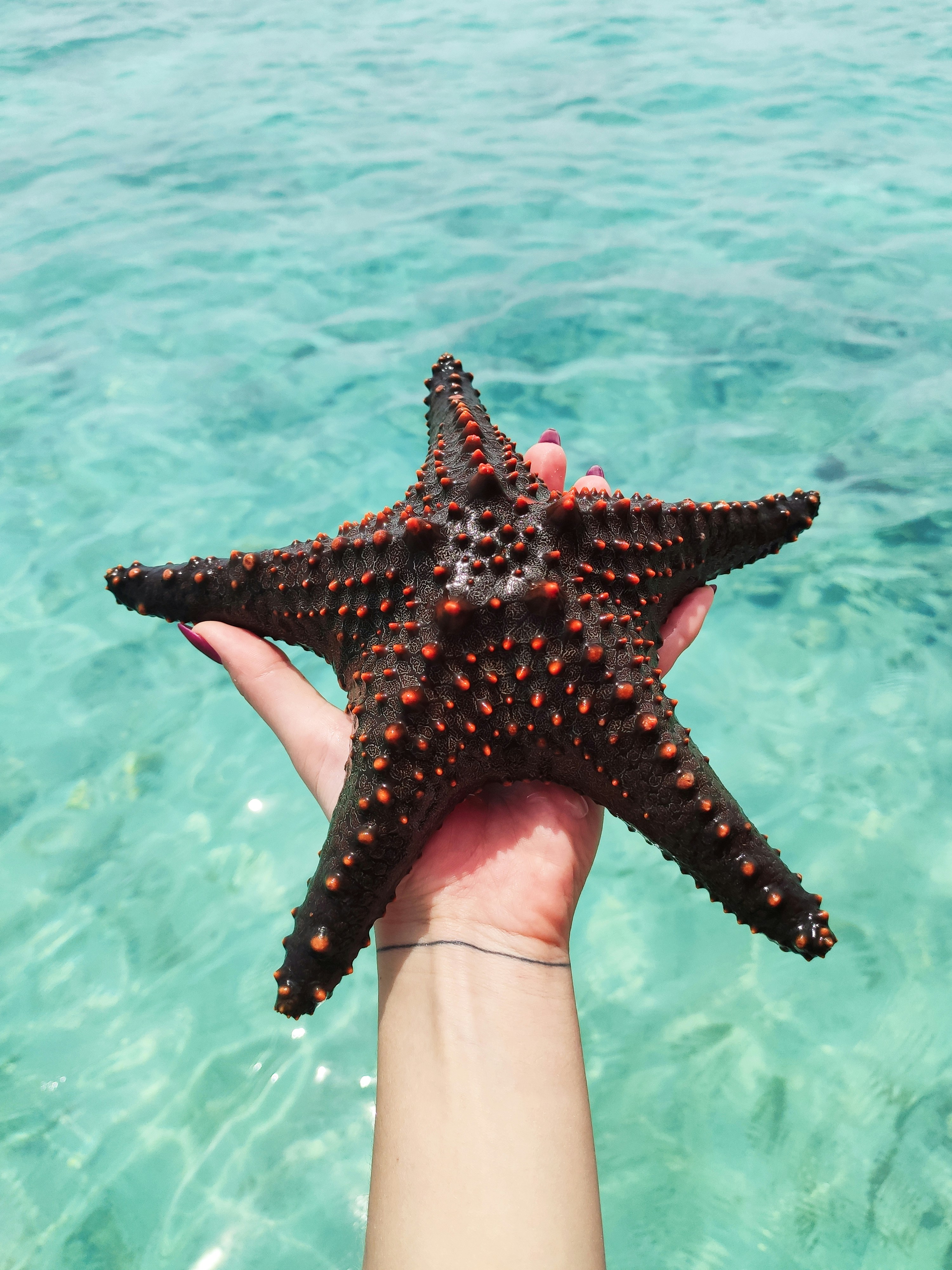 水に赤いヒトデを持っている人の写真 Unsplashで見つけるタンザニアの無料写真