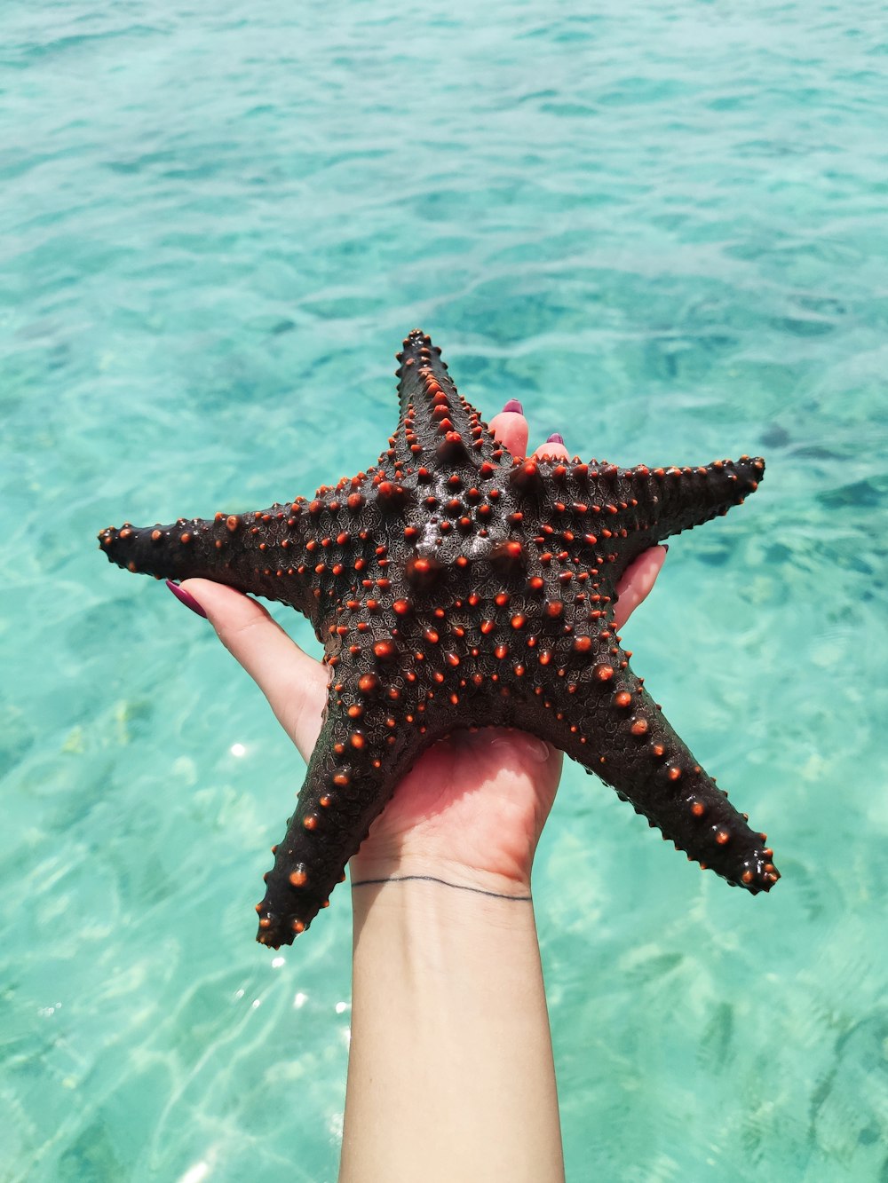 Persona sosteniendo una estrella de mar roja en el agua