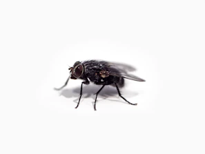 Illustration showing the lifecycle of Spalangia endius in controlling fly populations