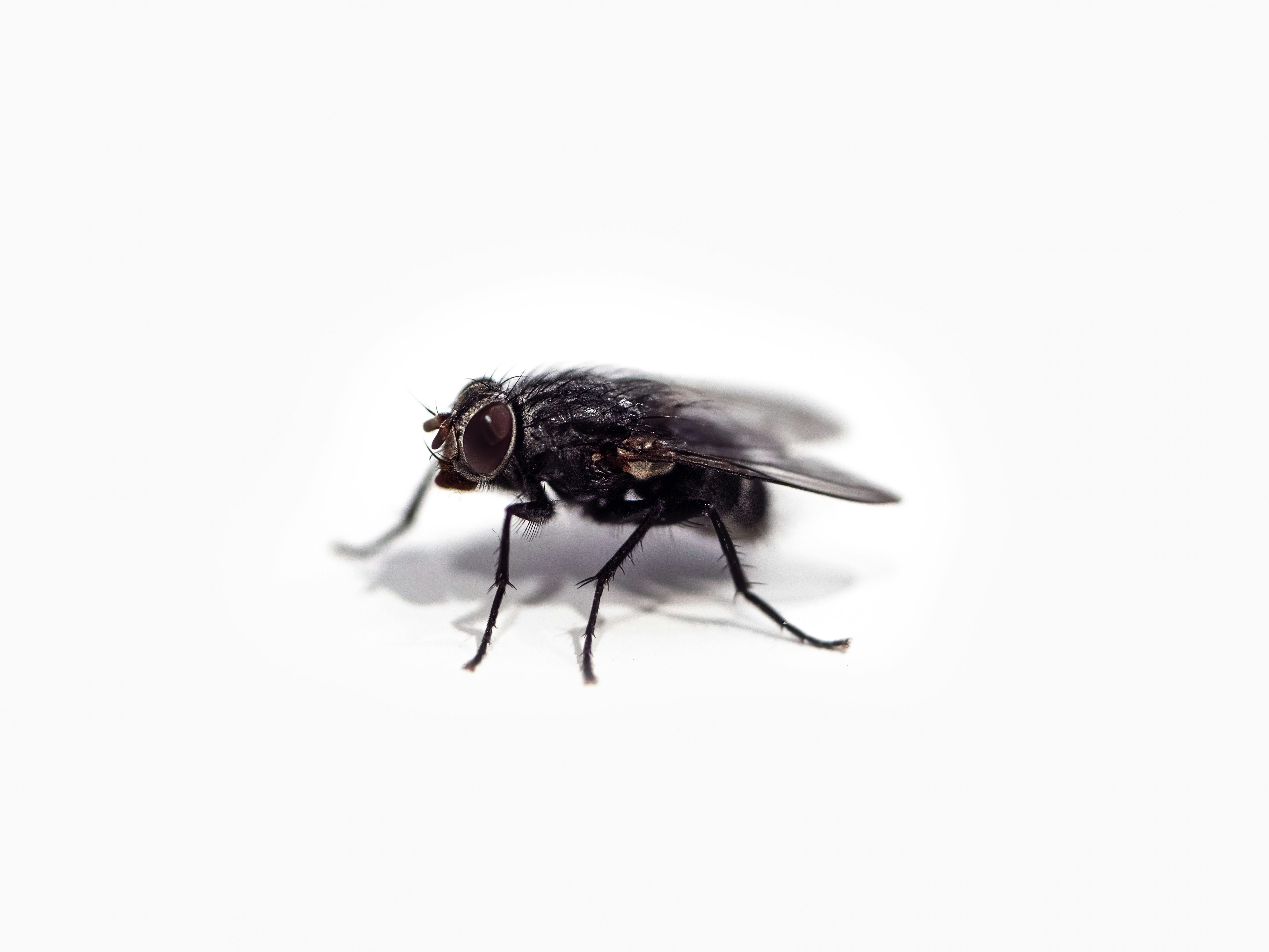 A common housefly isolated on a plain white background.